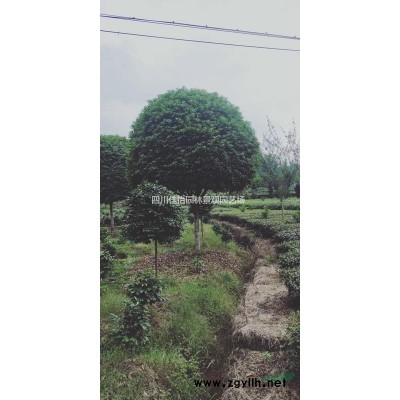 2019四川高桿桂花新報價