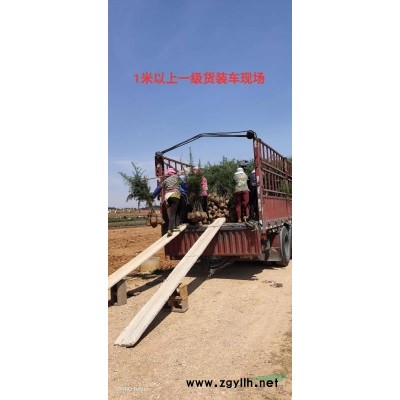 雪松小苗介紹 雪松小苗特征/用途