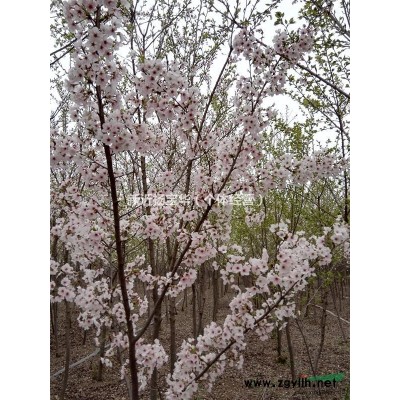 江蘇北美紅櫟小苗_北美紅櫟小苗價格/批發(fā)