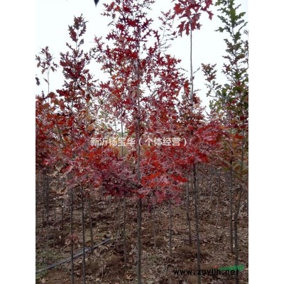 北美紅櫟 江蘇北美紅櫟價格/批發(fā)