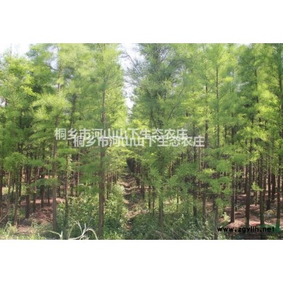 浙江嘉興落羽杉價格6元/株