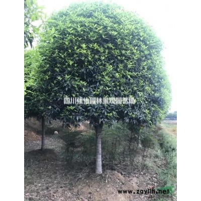 雅安高桿桂花介紹 雅安高桿桂花價格/批發