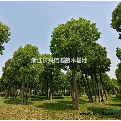 長(zhǎng)興無(wú)患子 浙江無(wú)患子價(jià)格