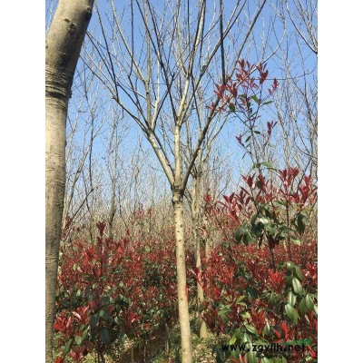 長(zhǎng)興無(wú)患子介紹 長(zhǎng)興無(wú)患子特征/用途