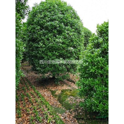 四川高桿桂花哪里好 四川高桿桂花哪家便宜