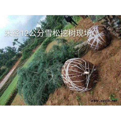 2019雪松小苗價格一覽表