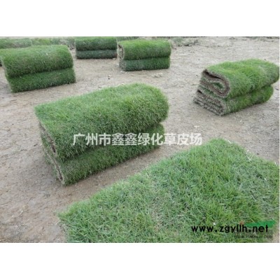 廣州草坪介紹 廣州草坪特征/用途