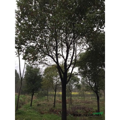 長(zhǎng)興無(wú)患子介紹 長(zhǎng)興無(wú)患子價(jià)格/批發(fā)