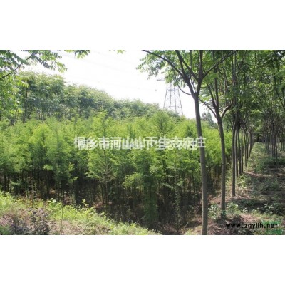 浙江嘉興落羽杉價格20元/株