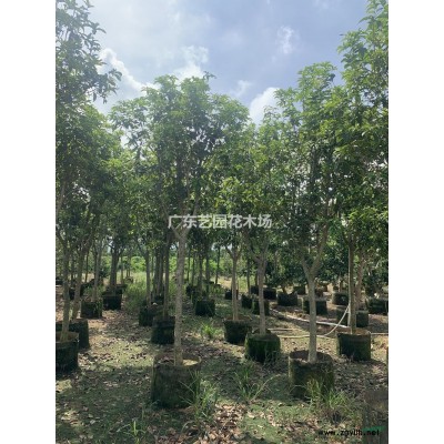 廣東供應臘腸樹規格*