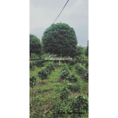 8-15公分雅安高桿桂花基地