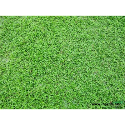 廣州大葉油草價格4.5元每立方米