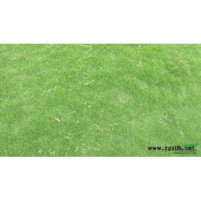 廣州大葉油草基地 廣州大葉油草種子