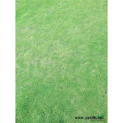 廣州草坪 廣州馬尼拉草 廣州馬尼拉草價格