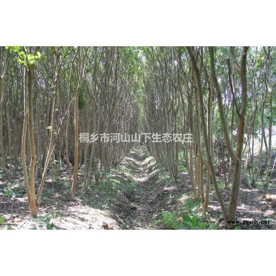 浙江嘉興池杉價格550元/株