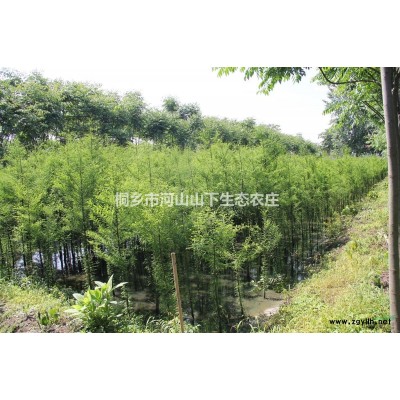 浙江嘉興池杉價格120元/株