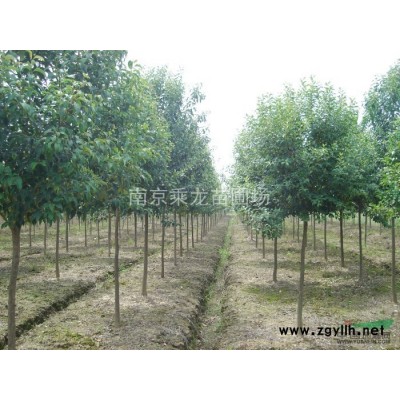 供應7公分廣玉蘭-價格多少錢