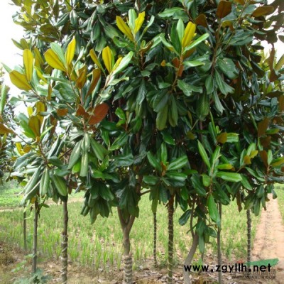 合歡、水杉、紫葉李、木槿、廣玉蘭