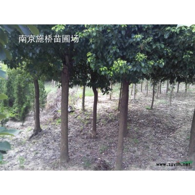 5公分廣玉蘭價(jià)格