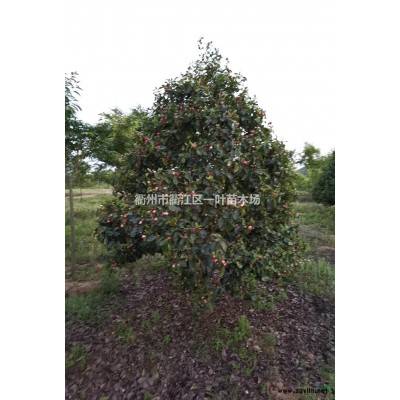 浙江供應紅葉石楠柱 浙江紅葉石楠柱價格規格*