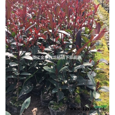 浙江紅葉石楠特征 浙江紅葉石楠報價/供應