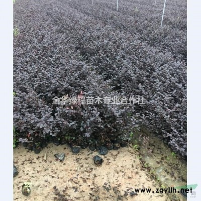 浙江金華營(yíng)養(yǎng)杯苗2年生袋苗50公分高度供應(yīng)金森女貞大杯苗產(chǎn)地
