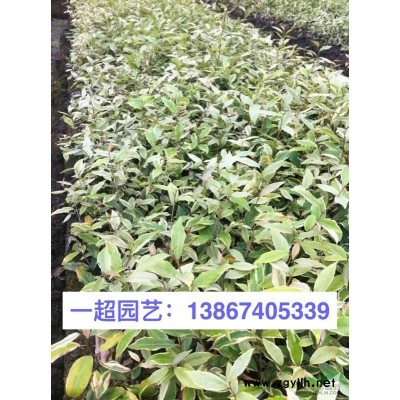 苔蘚 灰蘚 精品苔蘚批發(fā) 苔蘚基地 浙江苔蘚價格