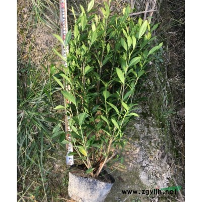 60高大杯苗2019新紅葉石楠批發(fā)價(jià)格是多少采購價(jià)小苗基地圖
