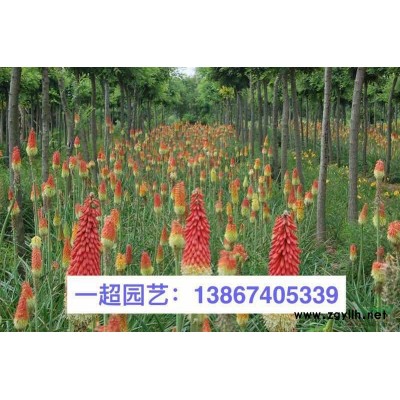 大花蜀葵 ，浙江精品大花蜀葵價格，蜀葵批發(fā)