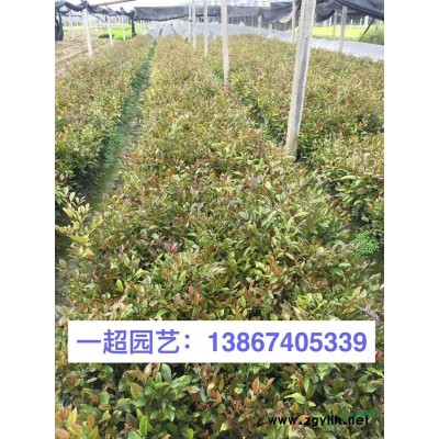 八仙花 八仙花小苗 小杯苗 八仙花毛球