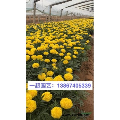 銀邊菖蒲 精品銀邊菖蒲