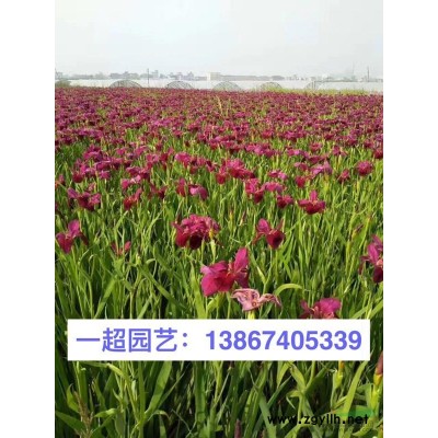 青珊瑚小杯 青珊瑚小苗 青珊瑚基地批發(fā)