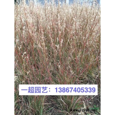 黃金露 精品黃金露小苗 黃金露大杯 黃金露批發(fā)