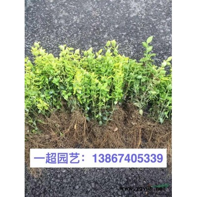 琴絲竹 琴絲竹價格 琴絲竹批發(fā)