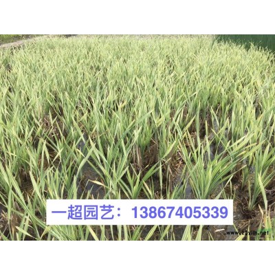 百子蓮/百籽蓮 精品百籽蓮/百子蓮價格 百籽蓮批發