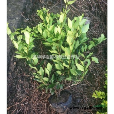 供應2019年浙江金華紅葉石楠小杯苗基地,綠化工程小苗價格表