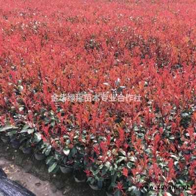 供應(yīng)金華紅葉石楠價(jià)格表批發(fā)60高工程色塊苗產(chǎn)地上盆苗銷售網(wǎng)站