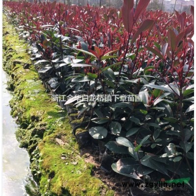 浙江金華紅葉石楠產(chǎn)銷基地,2021浙江紅葉石楠供應(yīng)商報(bào)價(jià)采購