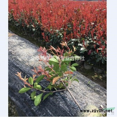 浙江金華紅葉石楠色塊苗批發(fā)價(jià)格表浙江紅葉石楠供應(yīng)商采購基地