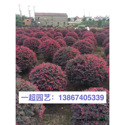 水蓼 水蓼價格 水蓼批發(fā) 野芒草價格 浙江野芒草批發(fā)