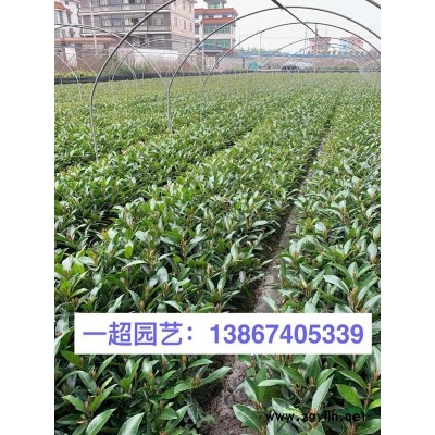 地中海莢蒾 地中海莢迷 精品地中海莢蒾價格