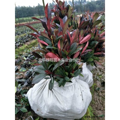 采購浙江紅葉石楠袋苗圃基地工程色塊苗價(jià)格圖片小杯苗產(chǎn)地供應(yīng)商