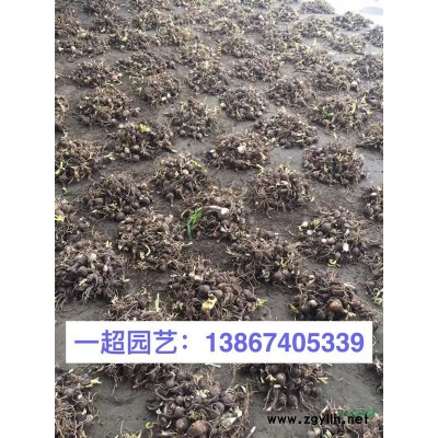 矮牽牛小杯苗，大杯苗，雙色杯/精品矮牽牛各種花色*