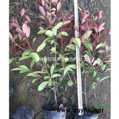 浙江金華紅葉石楠上盆苗價(jià)格表浙江紅葉石楠產(chǎn)地*新報(bào)價(jià)格行情