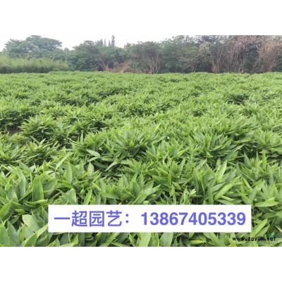 金邊無禿子 金邊胡頹子色塊小苗/小杯苗