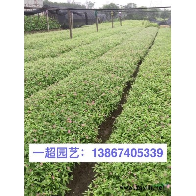 木芙蓉 精品木芙蓉