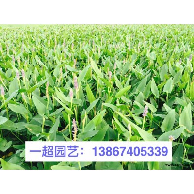 滿天星 精品滿天星小杯 滿天星大杯 滿天星價格