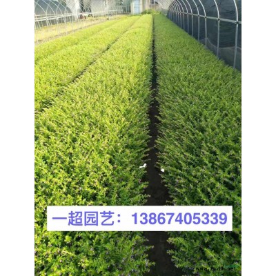 紫藤小苗 精品紫藤小苗