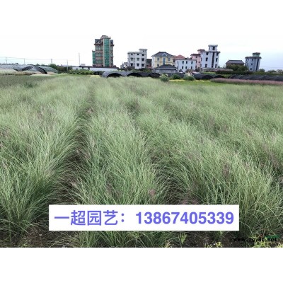 金葉連翹 金葉假連翹 金葉連翹小苗 盆栽苗 金葉連翹批發(fā)