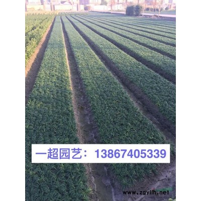 長春花 長春花小杯/精品長春花基地直銷